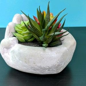 Succulent Home Accessory